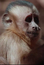 América salvaje: Mawindo, el gran drama del Serengueti