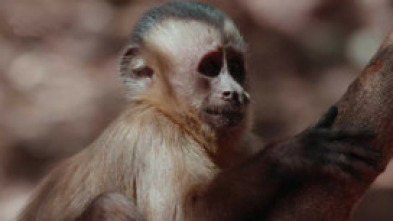 Imagen de América salvaje: La reina del norte - 5