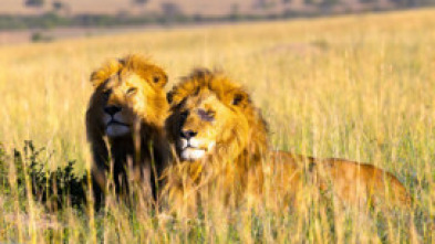 La hermandad de los leones