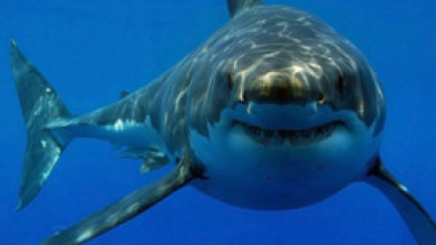 Tiburones. Los cinco grandes