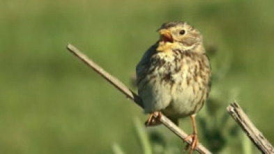 Imagen de ¡Qué animal! (T3): El sonido - 5
