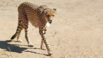 Grandes parques naturales de África