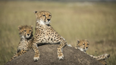 Imagen de La caza: Ártico - 5