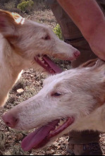Xarnego, el podenco valenciano