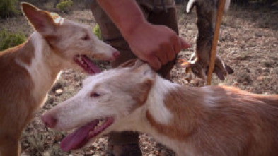 Xarnego, el podenco valenciano