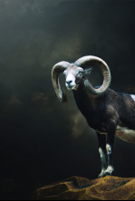 Muflones con taxidermis Madrid