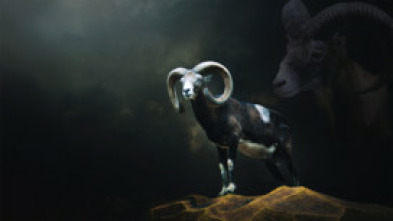 Muflones con taxidermis Madrid
