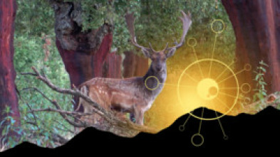 Mi primer Gamo en Sierra Morena