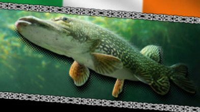 Wild pike ireland #2