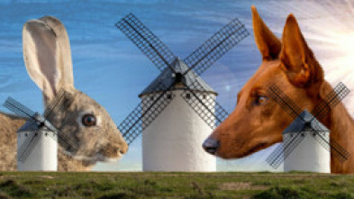 Imagen de Conejos en campo de Criptana - 5