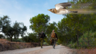 En busca de los primeros zorzales