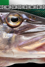 Wild Pike Ireland - capítulo final