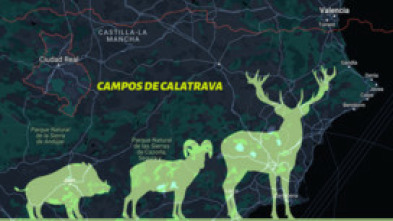 Monteando en los campos de Calatrava