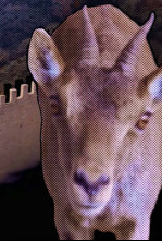 Imagen de Teruel entre molinos y cabras monteses - 4