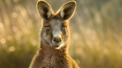 Imagen de Australia extraordinaria: Costas salvajes - 6
