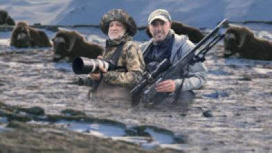 Expedición excopesa a Groenlandia Cap1. el muskox