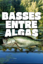 Basses entre algas