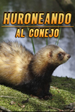 Huroneando al conejo
