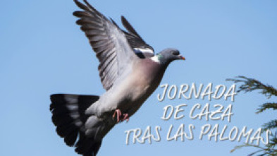 Imagen de Jornada de caza tras las palomas - 5