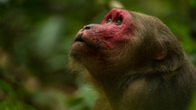 Dentro de lo...: Rana: Reina de la Jungla