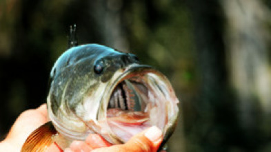 Top Water Frog 2 0