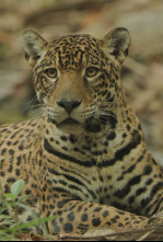 Jaguar: icono de la jungla de Guyana