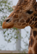 Los secretos del zoo:...: Atracciones