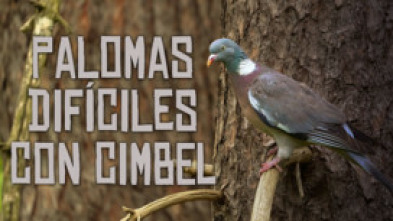 Palomas difíciles a cimbel