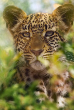 Animal: Grandes felinos