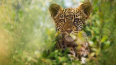 Animal: Grandes felinos