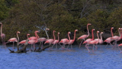 Imperios del reino animal 