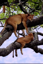 Imagen de La vida en el reino animal: Faces - 4