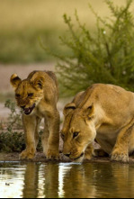 Imagen de Pambara  - 4