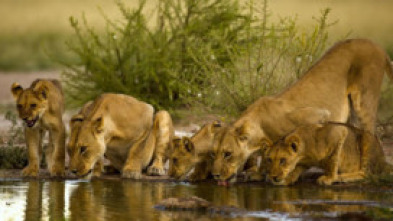 Imagen de Pambara  - 5