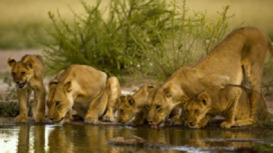 Imagen de Pambara: Pambara (I) - 5