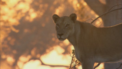 Imagen de Especial animales letales de África: Contienda en la orilla - 5