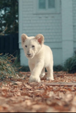 Imagen de Mi pequeño león blanco - 4