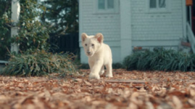 Imagen de Mi pequeño león blanco - 5