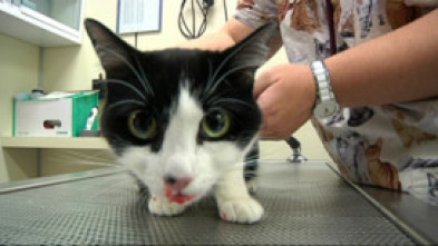 Imagen de Veterinaris (T5): Ep.2 - 5