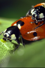 Imagen de Padres en la naturaleza: Misión descendencia - 4