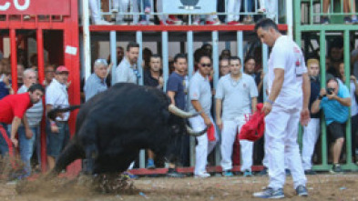Imagen de Bous des d'Almassora - 5
