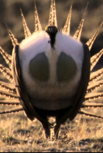 Imagen de Los grandes bailarines de la naturaleza - 4