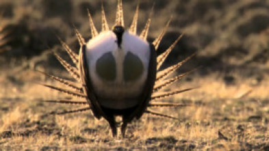 Imagen de Los grandes bailarines de la naturaleza - 5