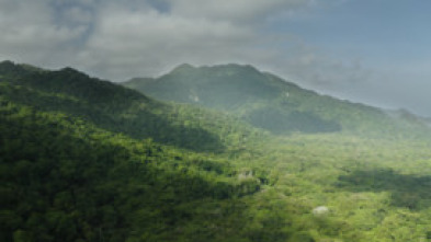 Imagen de Tayrona: La selva - 5