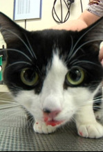Imagen de Veterinaris (T6): Ep.2 - 4
