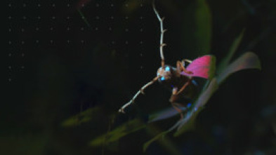 Imagen de Mysterieux Insectes, sur la Piste des Origines - 5