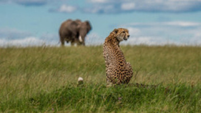 Imagen de El linaje de los...: El cuento del leopardo - 7