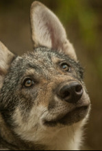 Imagen de Depredadores de los...: El reino del oso - 4