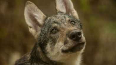 Imagen de Depredadores de los...: El reino del oso - 5