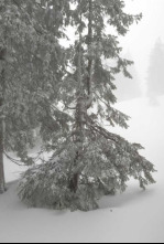 Imagen de El blanco invierno, estación en el borde alpino - 4